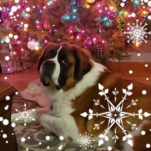 Meet your Posher, Dori